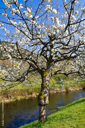 Baum mt weißen Blüten im Frühling
