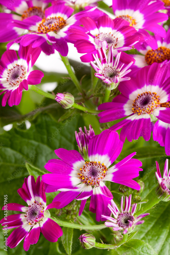 Obraz premium Pink flowers cineraria close up as background