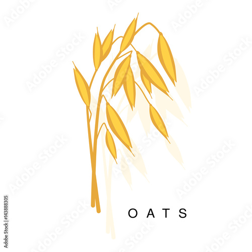 Oats Ear, Infographic Illustration With Realistic Cereal Crop Plant And Its Namer