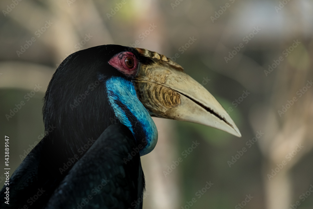 Naklejka premium Wreathed hornbill