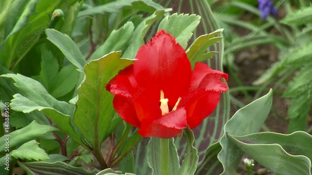 Eine rote Tulpenblüte (Nahaufnahme) Eine rote Tulpenblüte (Nahaufnahme)