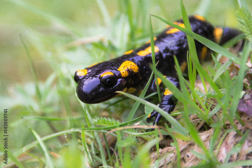 fire salamander is hiding in the green spring grass fire salamander is hiding in the green spring grass