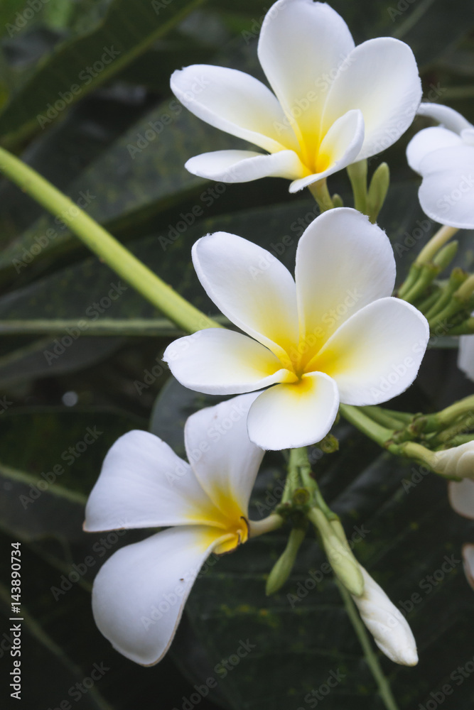 Fototapeta premium Natural flowers Plumeria