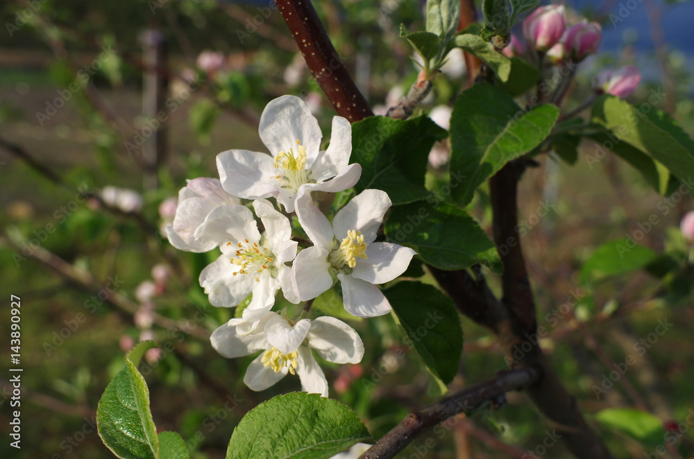 Obraz premium Blooming branch of apple tree in spring.