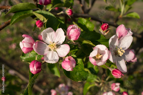Blooming branch of apple tree in spring.