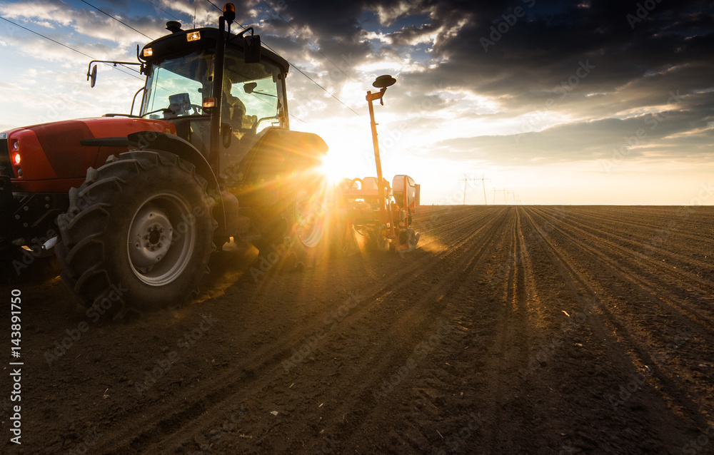 Fototapeta premium Farmer with tractor seeding - sowing crops at agricultural field in spring