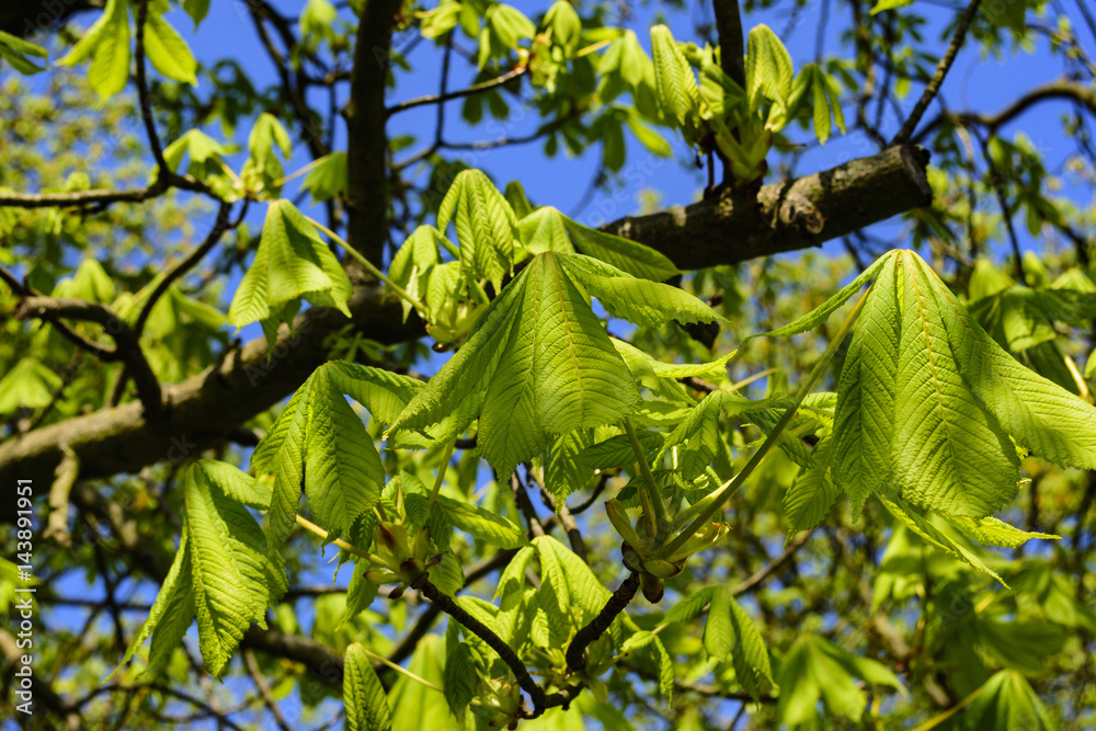 58+ Kastanie Im Vorgarten, Wer kastanien im eigenen garten vermehren
