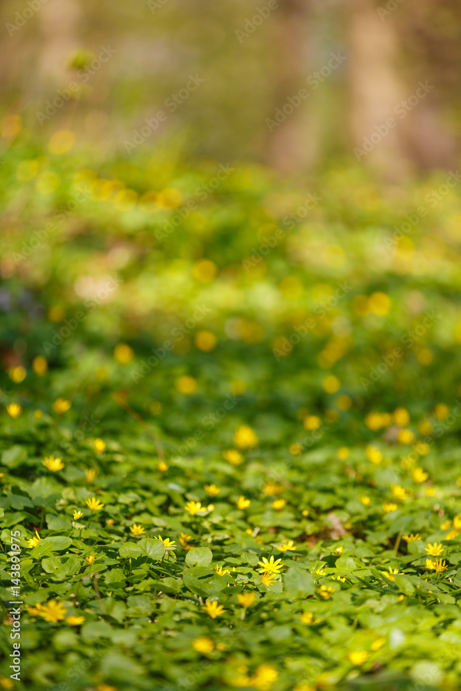 Fototapeta premium beautiful spring flowers in the forest
