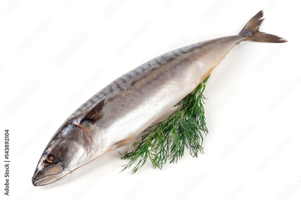 One fresh mackerel isolated on white background One fresh mackerel isolated on white background