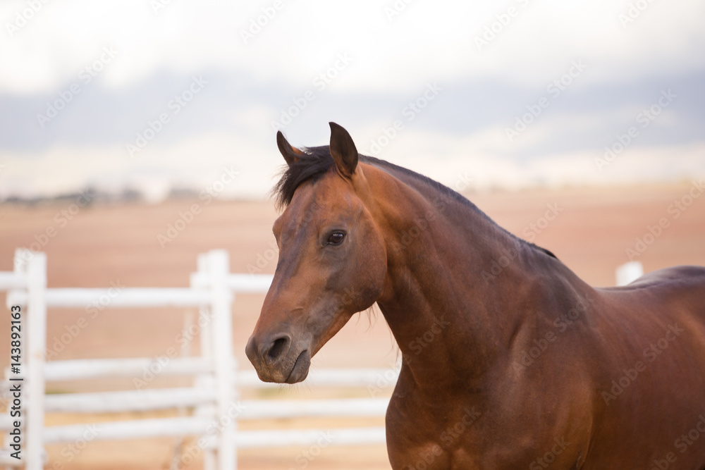 Obraz premium Close up of a thorough bred horse in a pen