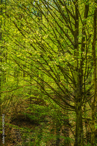 beautiful landscape with green trees in spring forest
