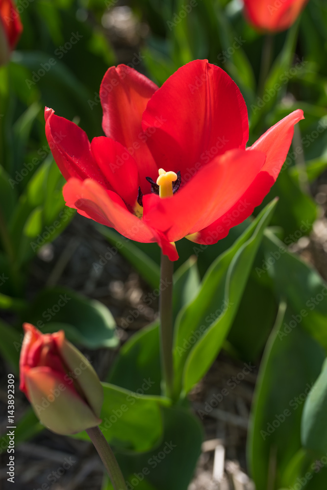 Fototapeta premium Red tulip blossoms in spring