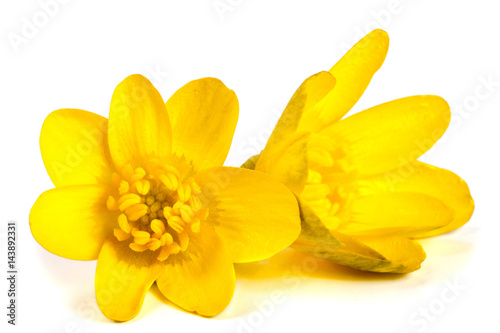 ficaria verna yellow spring flowers isolated on white background