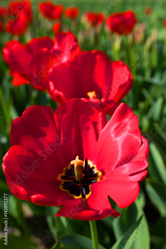 Red tulip blossoms in spring