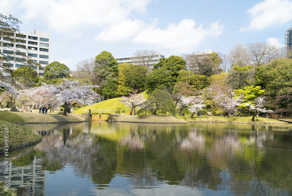 東京　満開の桜　後楽園