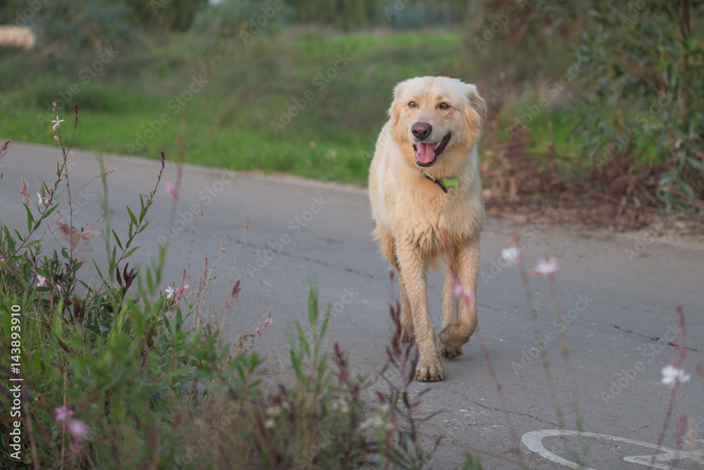 Dog walking down path Dog walking down path
