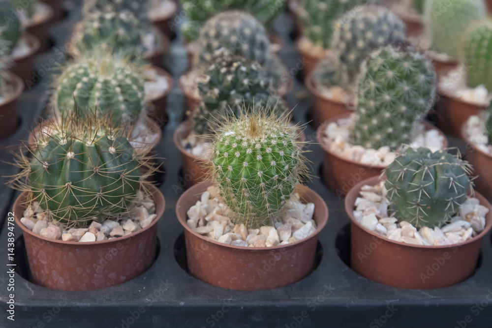 little cactus on small pot, plant for decoration little cactus on small pot, plant for decoration