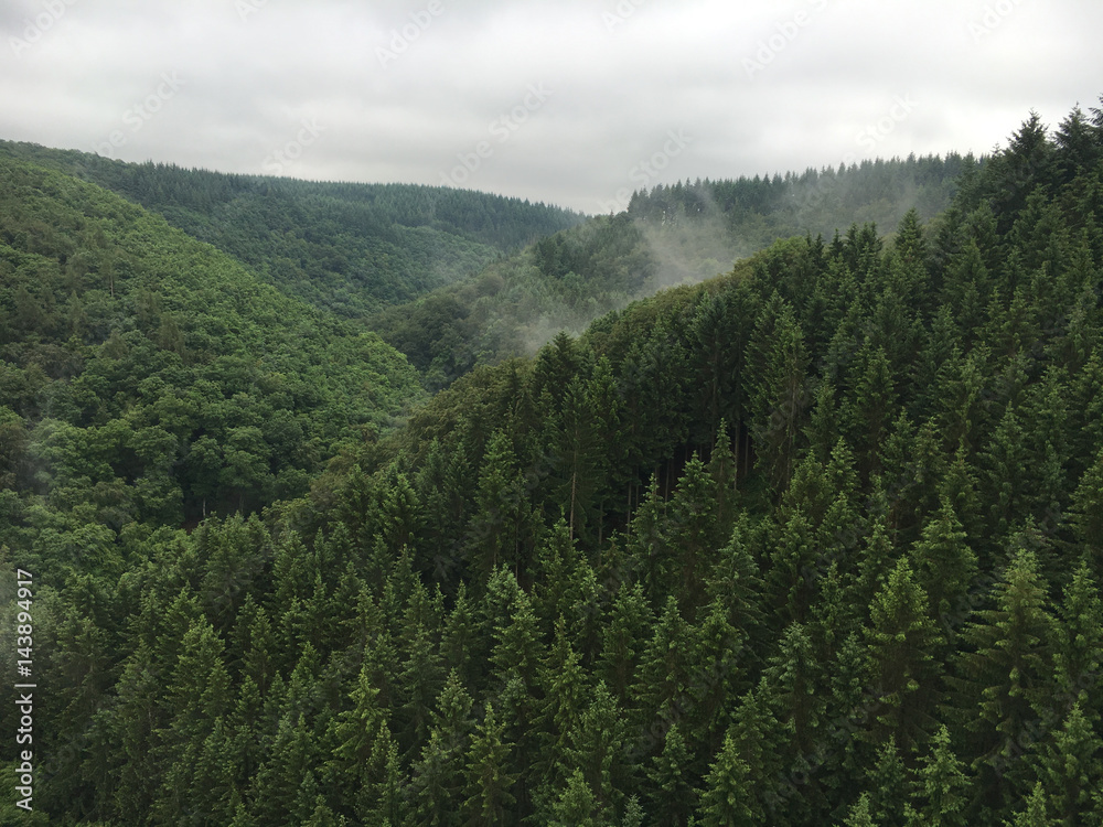 Forest in Hunsrueck region, Germany