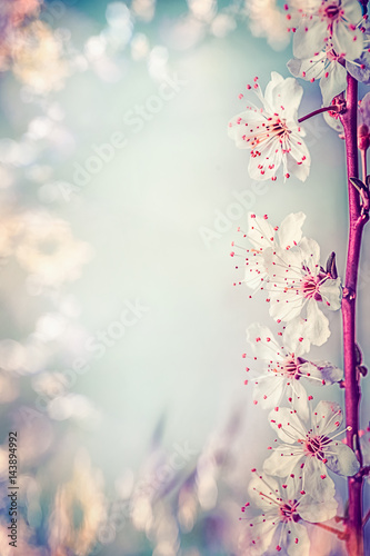 Springtime blossom with cherry or sakura, spring nature frame