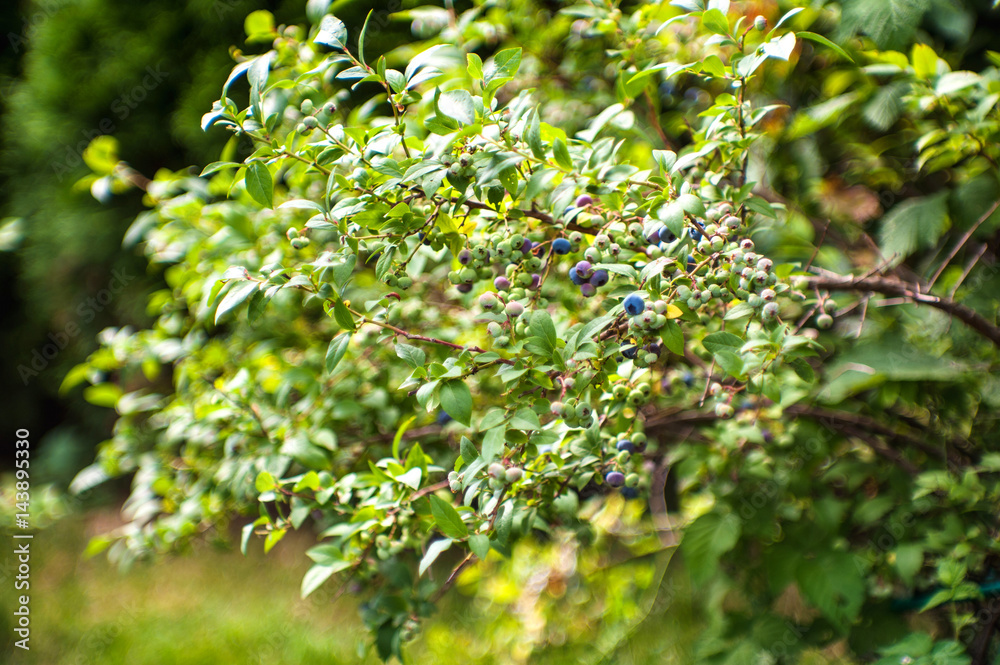 Blueberry branch Blueberry branch