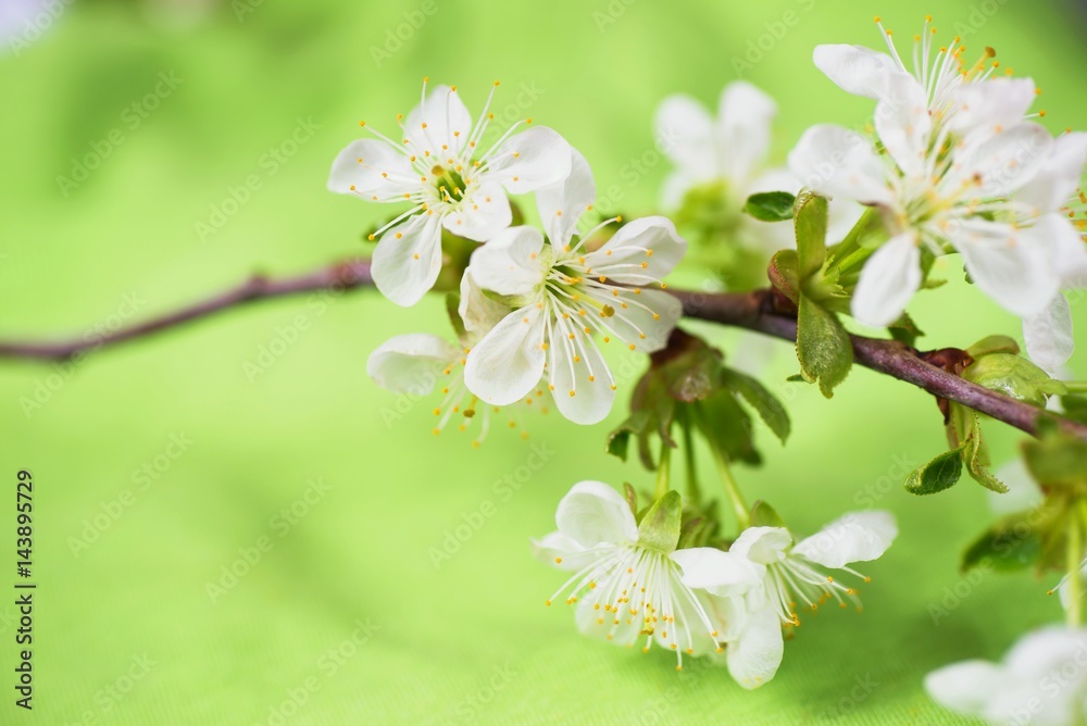 Obraz premium Cherry flower.