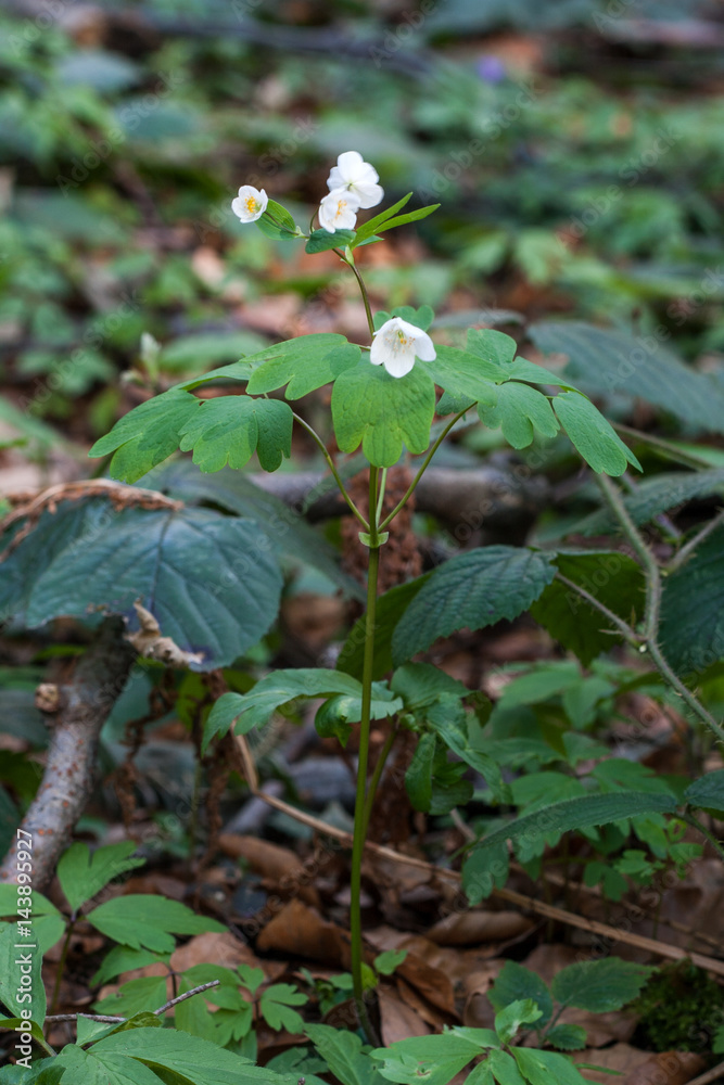 Isopyrum thalictroides Isopyrum thalictroides