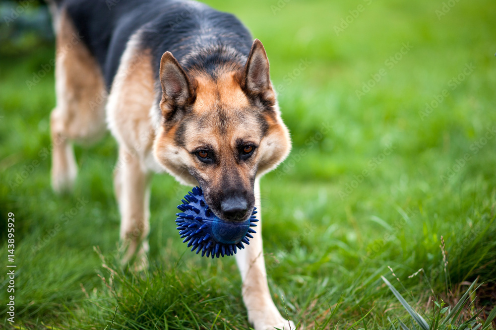 German shepherd dog