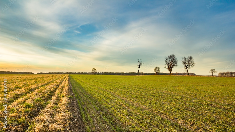 Early spring fields at sunset