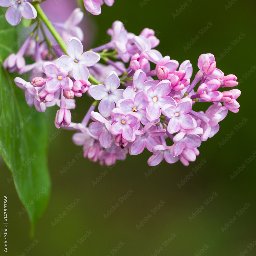 Close-up image of spring lilac violet flowers, abstract soft floral background Close-up image of spring lilac violet flowers, abstract soft floral background