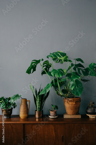 Vignette with plants on wooden shelf