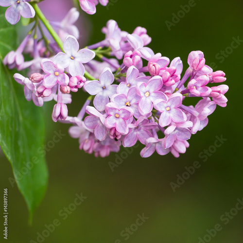 Close-up image of spring lilac violet flowers, abstract soft floral background © Ovidiu Iordachi