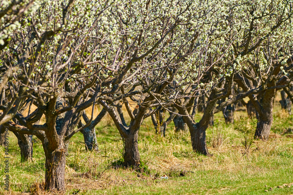 Orchard of plum trees