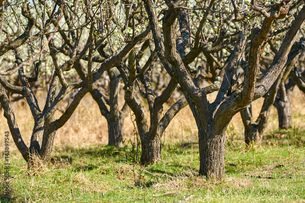 Orchard of plum trees