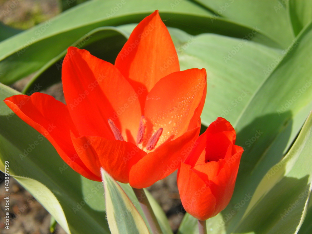 Obraz premium Czerwone tulipany