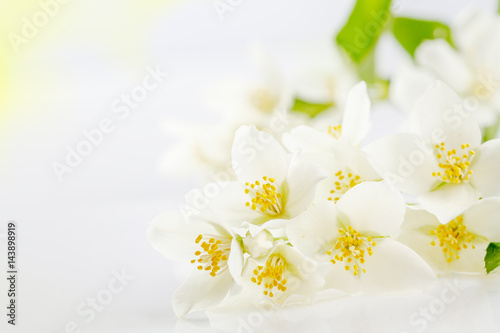 Soft focus on white jasmine flowers, background