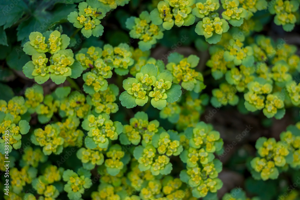 green spring forest plant top view green spring forest plant top view