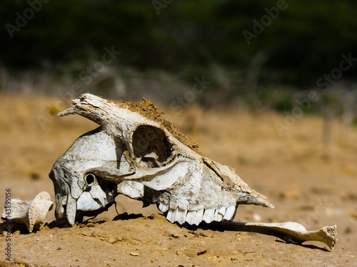 chivo skull