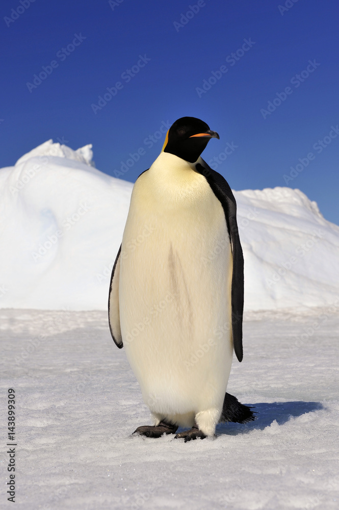 Emperor Penguin on the snow