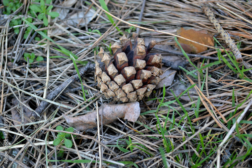 Cone in the grass
