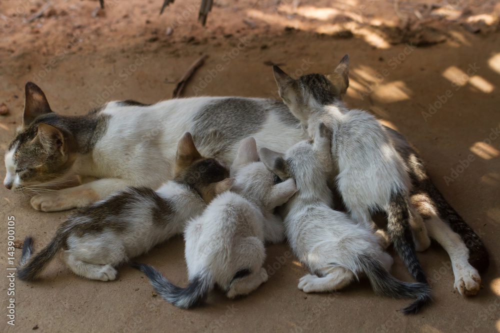 Feeding the kittens