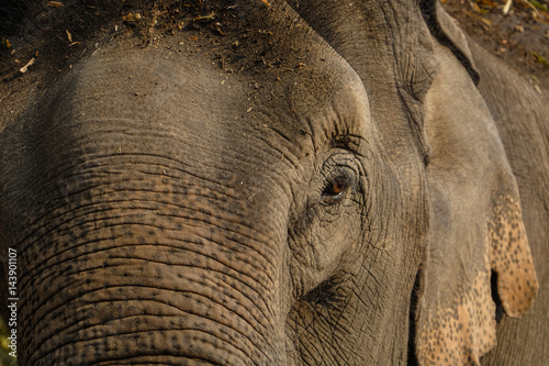 Indian elephant thailand