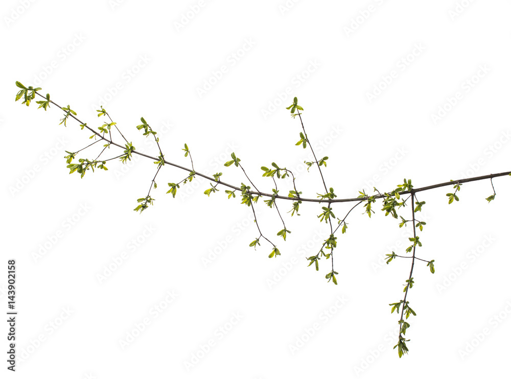 Spring branch with leaves on white background