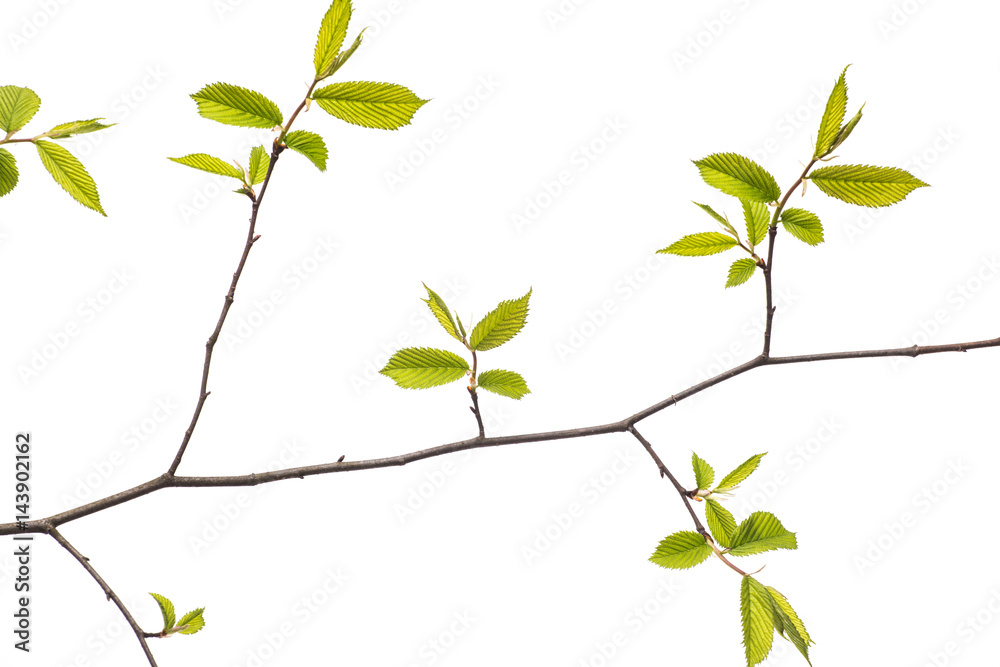 Spring branch with leaves on white background Spring branch with leaves on white background