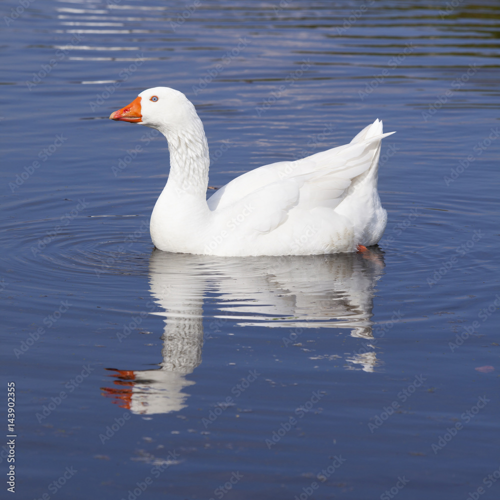 white geese swims in blue water of canal white geese swims in blue water of canal