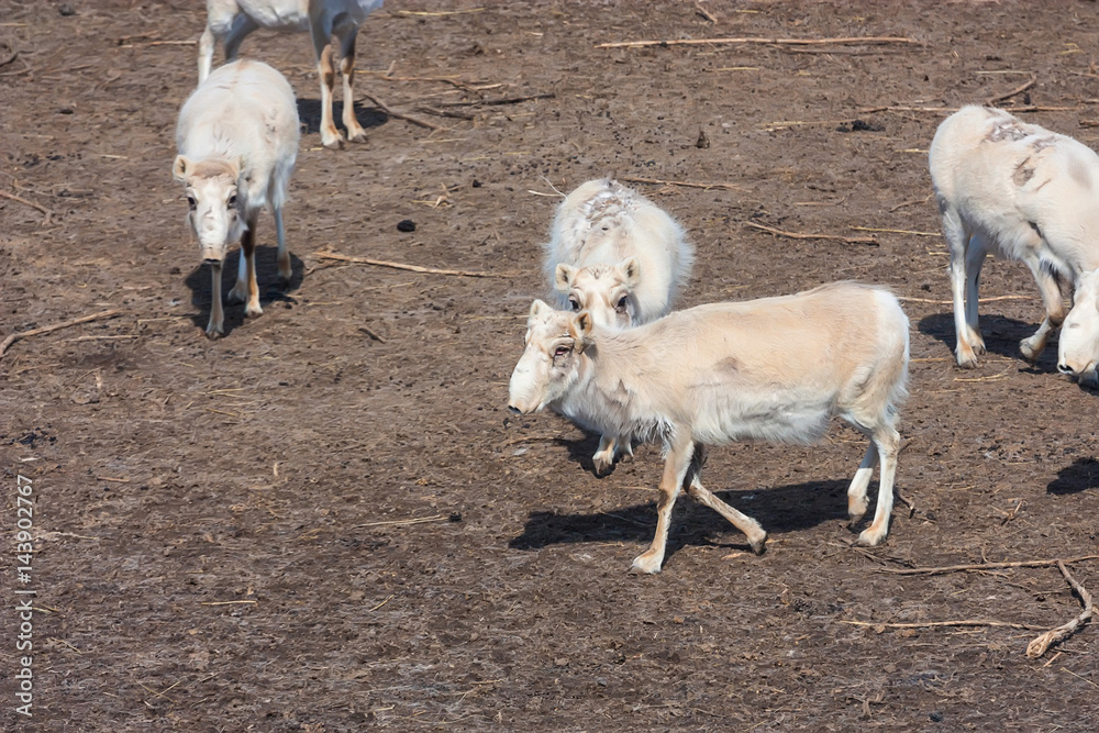 Fototapeta premium Russian antelope or Saiga tatarica