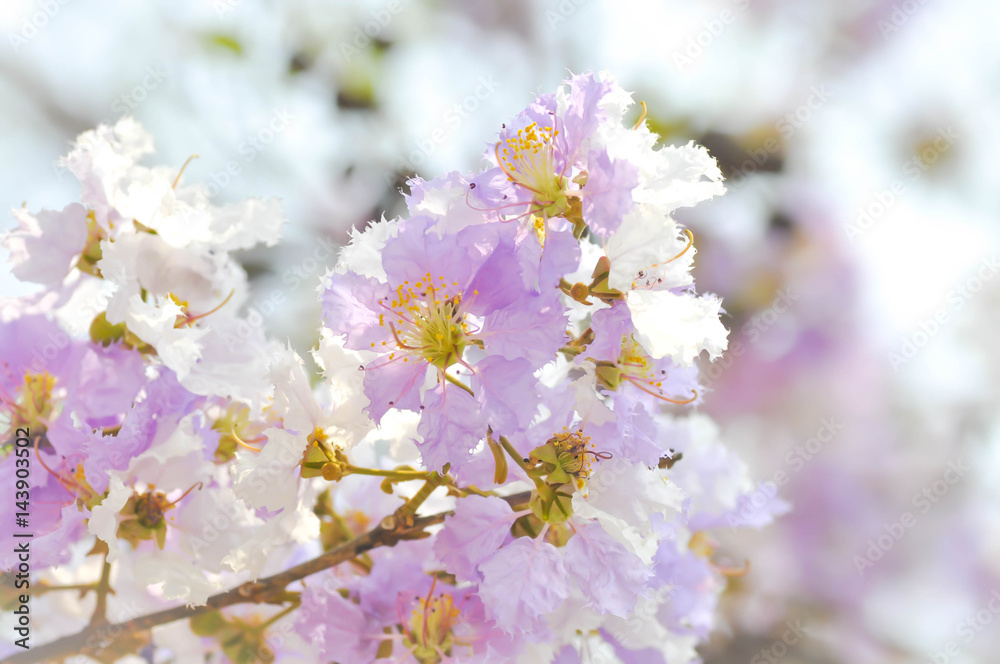 lagerstroemia speciosa  ,Queen's flower background ,flower