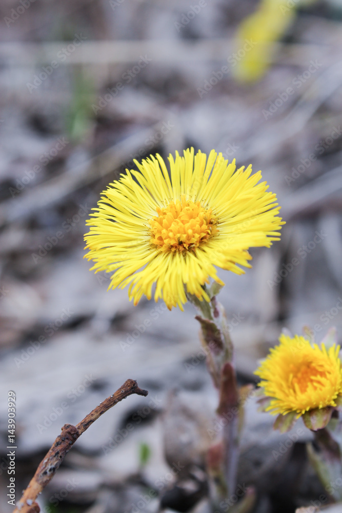 Flower of mother and stepmother. Flower of mother and stepmother.