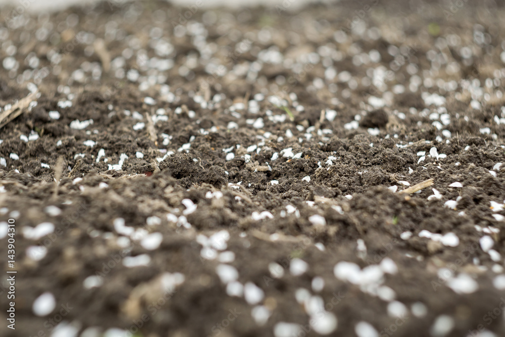 White Petals on Ground White Petals on Ground