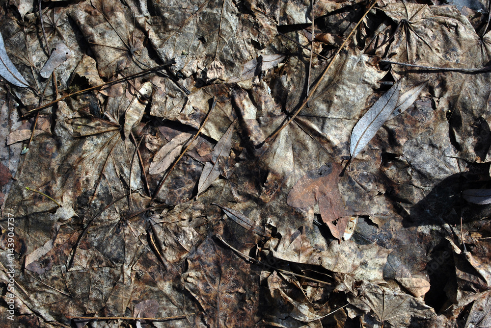 Last year's rotten gray leaves, maple and willow, background, grunge texture Last year's rotten gray leaves, maple and willow, background, grunge texture