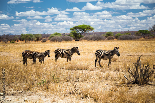 Fototapeta Naklejka Na Ścianę i Meble -  Zebras in Tanzania